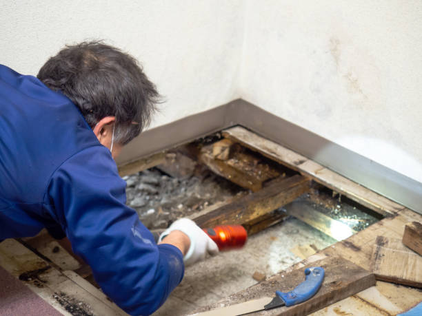 Best Attic Mold Removal  in Vilge St George, LA