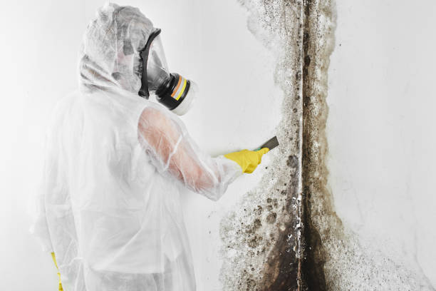 Best Mold Testing  in Vilge St George, LA