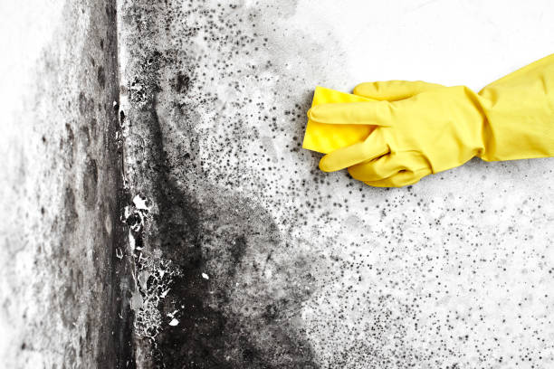 Best Attic Mold Removal  in Vilge St George, LA