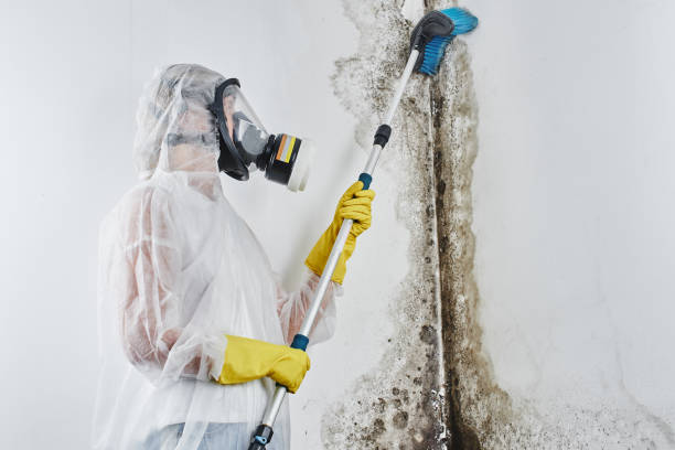 Best Toxic Mold Removal  in Vilge St George, LA