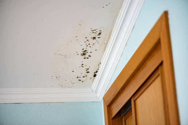 Best Mold Damage Repair  in Vilge St George, LA