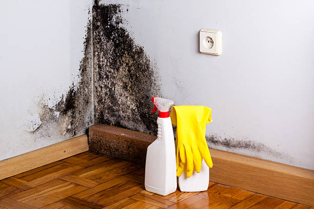 Best Home Mold Removal  in Vilge St George, LA