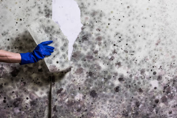 Best Certified Mold Removal  in Vilge St George, LA
