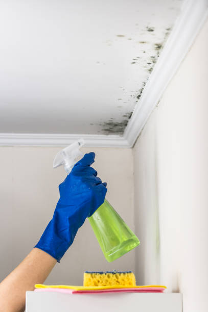 Best Emergency Mold Removal  in Vilge St George, LA